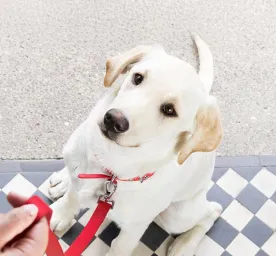 Puppy Training Advice and Tips