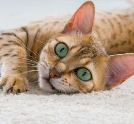 Reasons Why Cats Meow