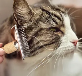 Simple Ways to Manage Cat Allergens at Home