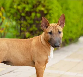 Advice on Insuring Your Dog or Puppy