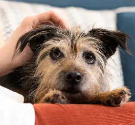 Arthritis in Dogs Symptoms and Treatment