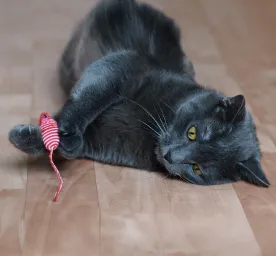 Best Types of Toys for Senior Cats