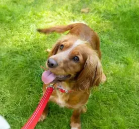 Brain Games and Puzzles to Play with Your Puppy