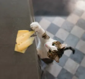 Can Cats Eat Cheese