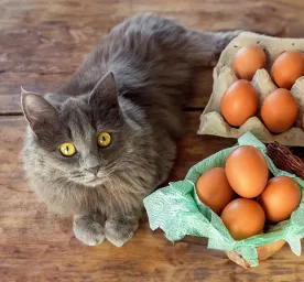 Can Cats Eat Eggs