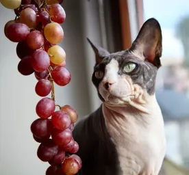 Can Cats Eat Grapes