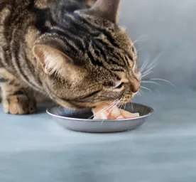 Can Cats Eat Raw Chicken?
