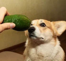 Can Dogs Eat Avocado