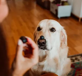 Can Dogs Eat Blueberries?