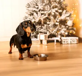 Can Dogs Eat Christmas Dinner?