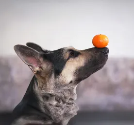 Can Dogs Eat Oranges?