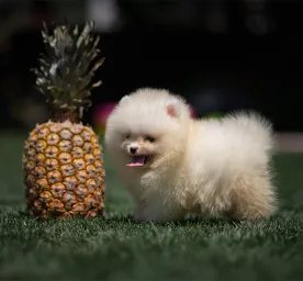 Can Dogs Eat Pineapple?