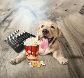 Can Dogs Eat Popcorn?