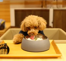 Can Dogs Eat Rice