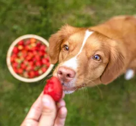 Can Dogs Eat Strawberries?
