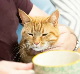 Caring For Your Senior Cat