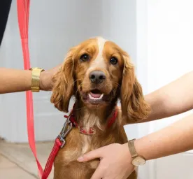 Essential Dog Accessories for Your Adolescent Puppy