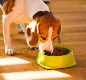 Feeding Your Adult Dog