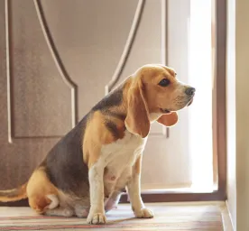 Feeding Your Dog During Pregnancy