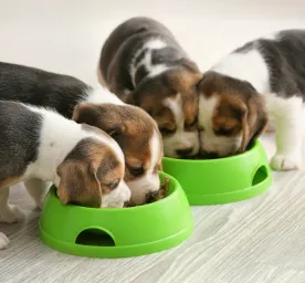 Feeding Your Puppy 