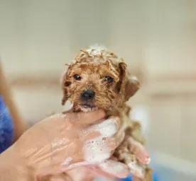 First Puppy Bath - The Survival Guide.