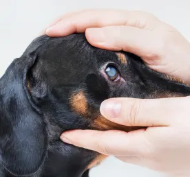 Glaucoma in Dogs