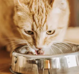 Guide to Feeding Your Adult Cat