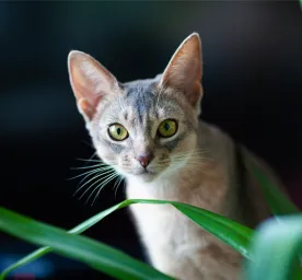 Harmful Substances and Poisonous Foods for Cats