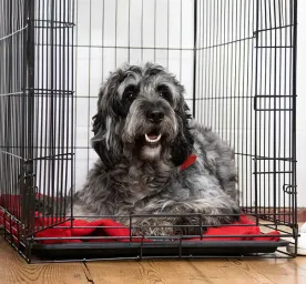 Hip Dysplasia in Dogs
