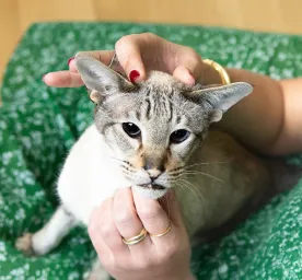 How Do Cats Show Affection?