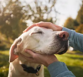 How to Care for Your Senior Dog