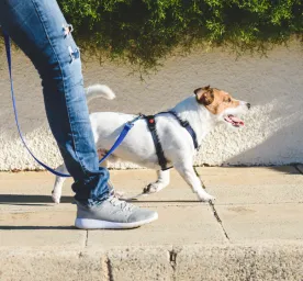 How to Walk Dogs & Puppies on a Lead?