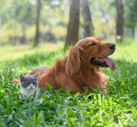 Introducing Your New Cat to Your Other Pets