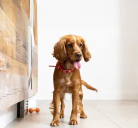 Preparing for a New Puppy? Here is what to Expect