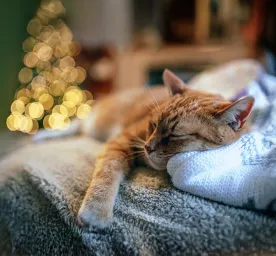 Putting Your Cat to Sleep