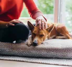 Putting Your Dog to Sleep