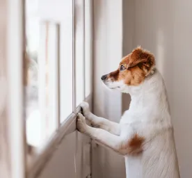 Separation Anxiety in Dogs: Symptoms and Treatment