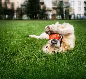 Stimulating Toys for Older Dogs
