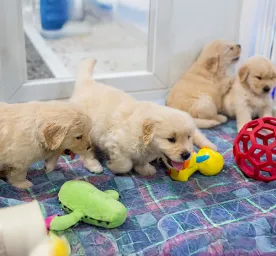 The Benefits of a Puppy Playpen