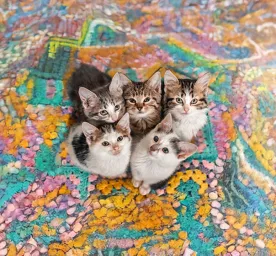 The Best Boy and Girl Kitten Names