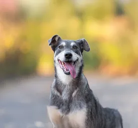 What Do Dogs Need