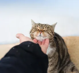 Why Do Cats Purr?