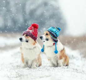 Hypothermia in Dogs: Symptoms and Treatment