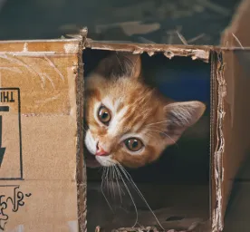 Mental Stimulation for Your Indoor Cat