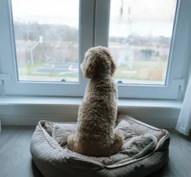 Puppy Separation Anxiety