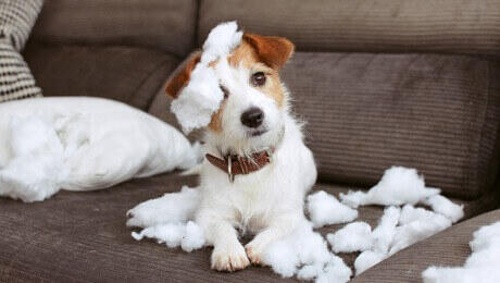 Jack Russell ripping up pillow