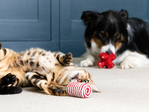 Cat and dog playing with toys