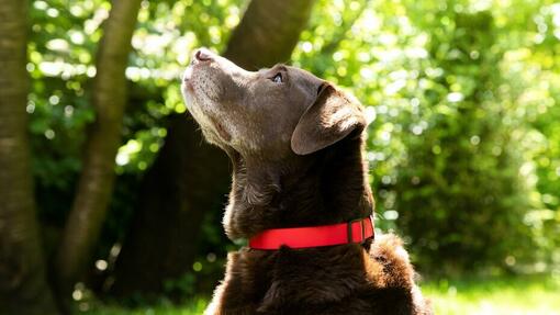 chocolate labrador with red collar