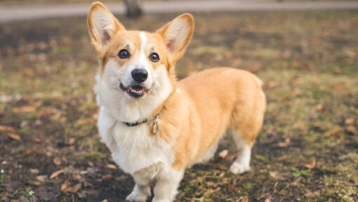 Golden Corgi with black eyes and collar.