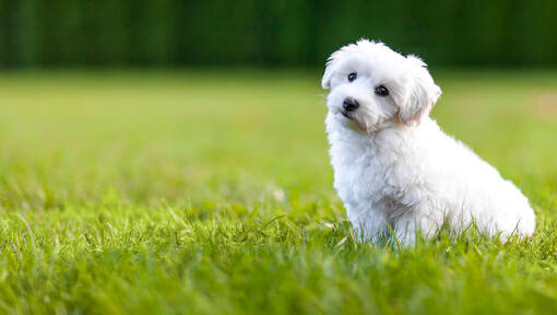 Puppy white Bichon Frise in the grass.